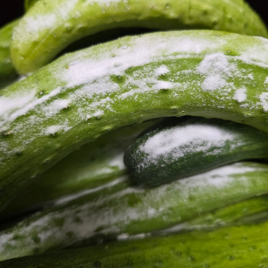 오이지 담그는법 물없이 오이지 담그기 오이지 만드는법 | 한끼공작소 3 28 | 한끼공작소