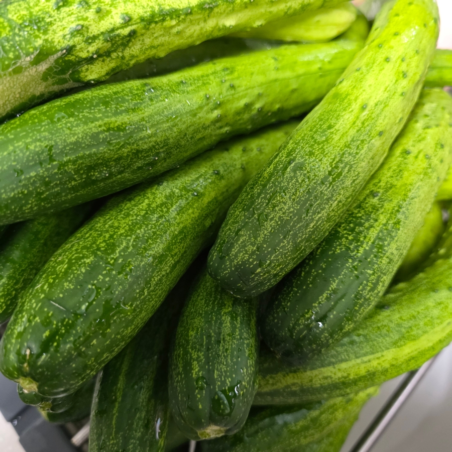 오이지 담그는법 물없이 오이지 담그기 오이지 만드는법 | 한끼공작소 4 30 | 한끼공작소