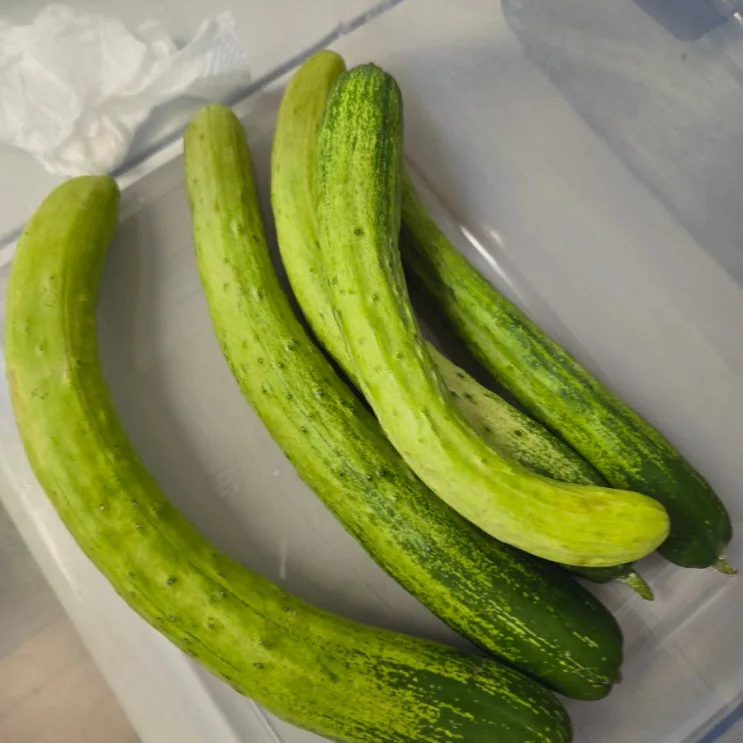 오이지담그는법 물없이 오이지 담그기 여름반찬 오이지담는법
