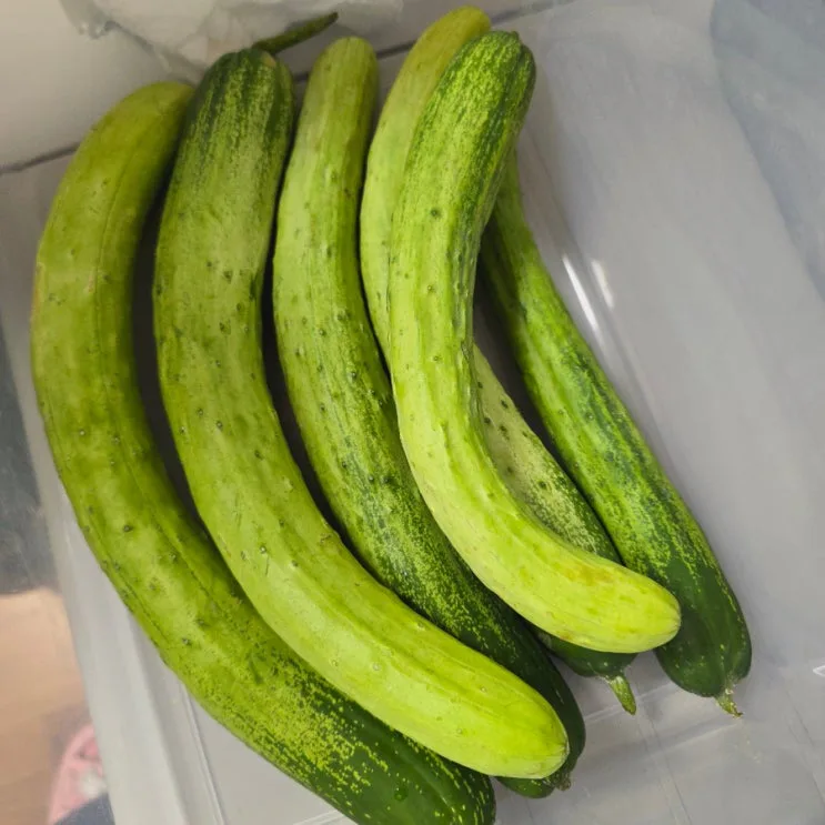 오이지담그는법 물없이 오이지 담그기 여름반찬 오이지담는법