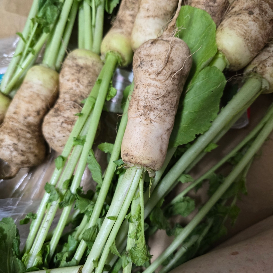 여름 알타리김치 담그는법 아삭한 총각김치 알타리무 김치 6 4 9