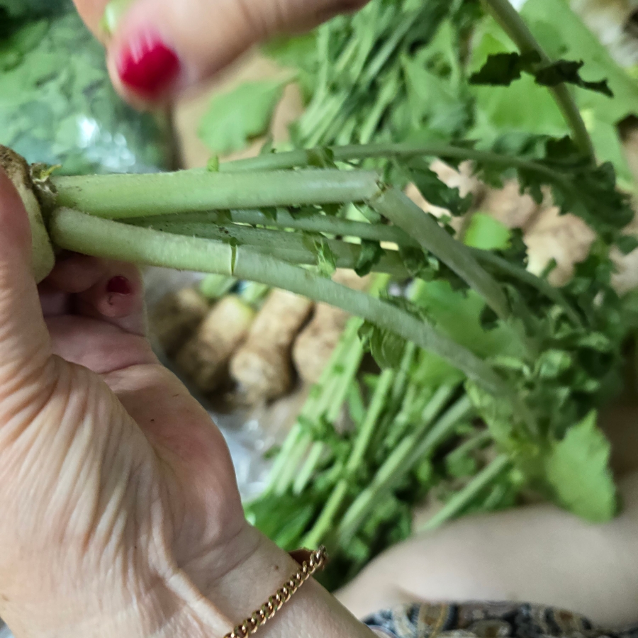 여름 알타리김치 담그는법 아삭한 총각김치 알타리무 김치 7 5 10