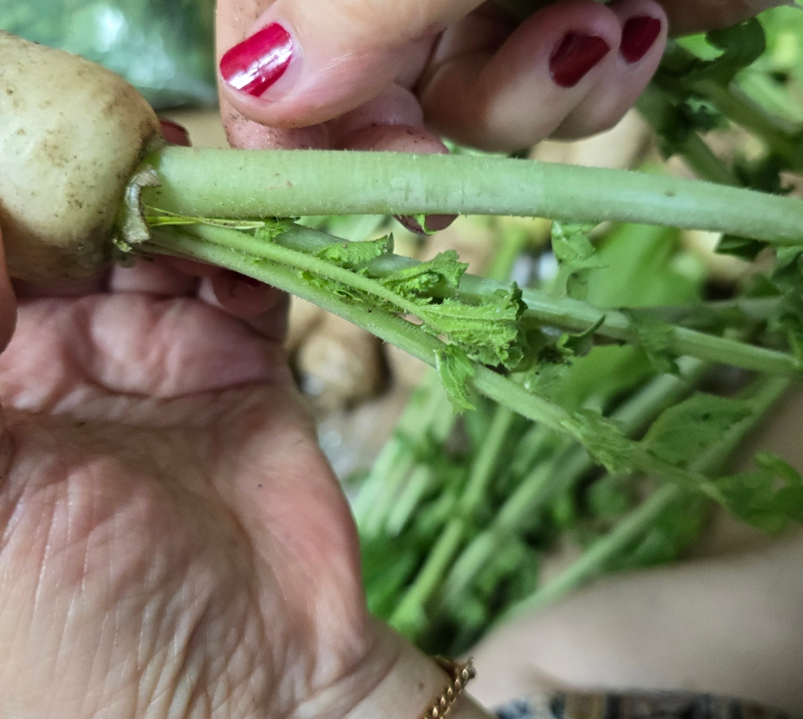 여름 알타리김치 담그는법 아삭한 총각김치 알타리무 김치 8 6 9