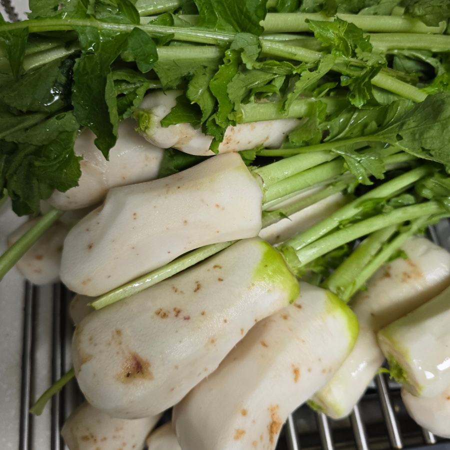 여름 알타리김치 담그는법 아삭한 총각김치 알타리무 김치 9 7 10