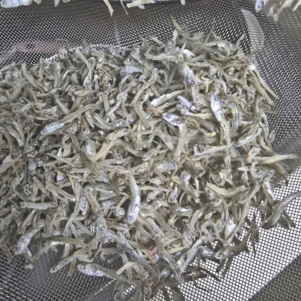꽈리고추 멸치볶음 만드는 법 간장 멸치볶음 레시피