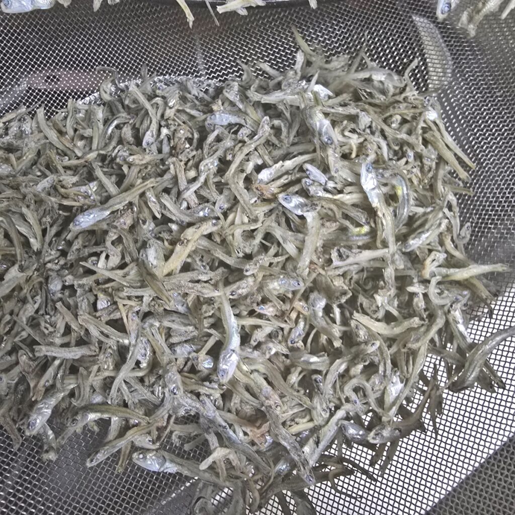 꽈리고추 멸치볶음 만드는 법 간장 멸치볶음 레시피 7 4 10