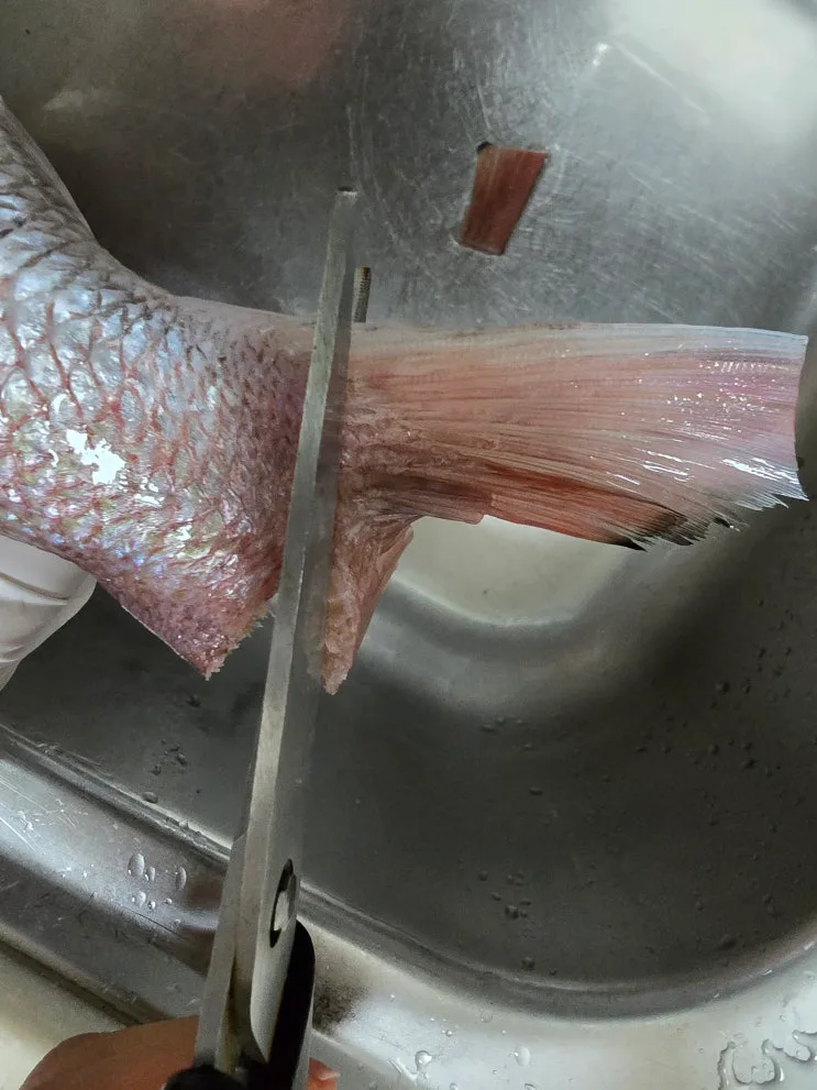 반건조생선 참돔구이 오븐으로 간편하게, 제수용생선