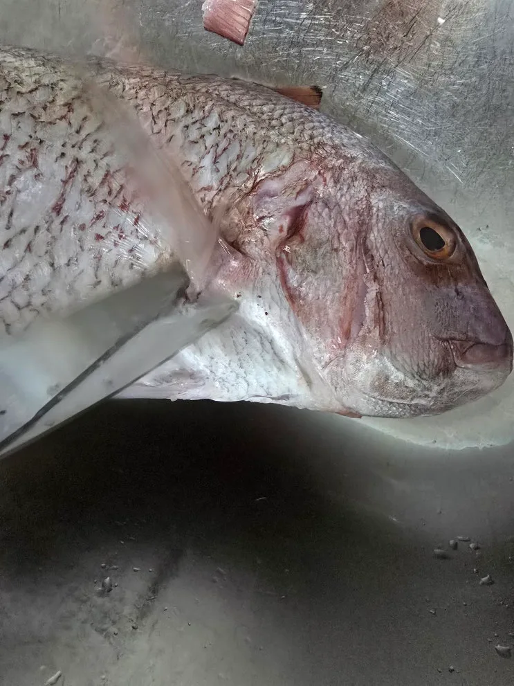 반건조생선 참돔구이 오븐으로 간편하게, 제수용생선