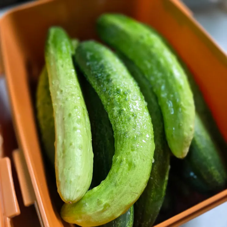물없이 담는 오이지 50개 담그는법 꼬들한 오이지 누름통