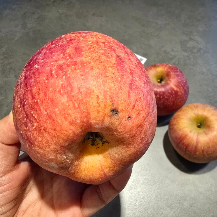 영주 사과 추천! 꿀 뚝뚝 크라운사과 못난이 부사 5kg, 진짜 맛있는사과 인정 🍎