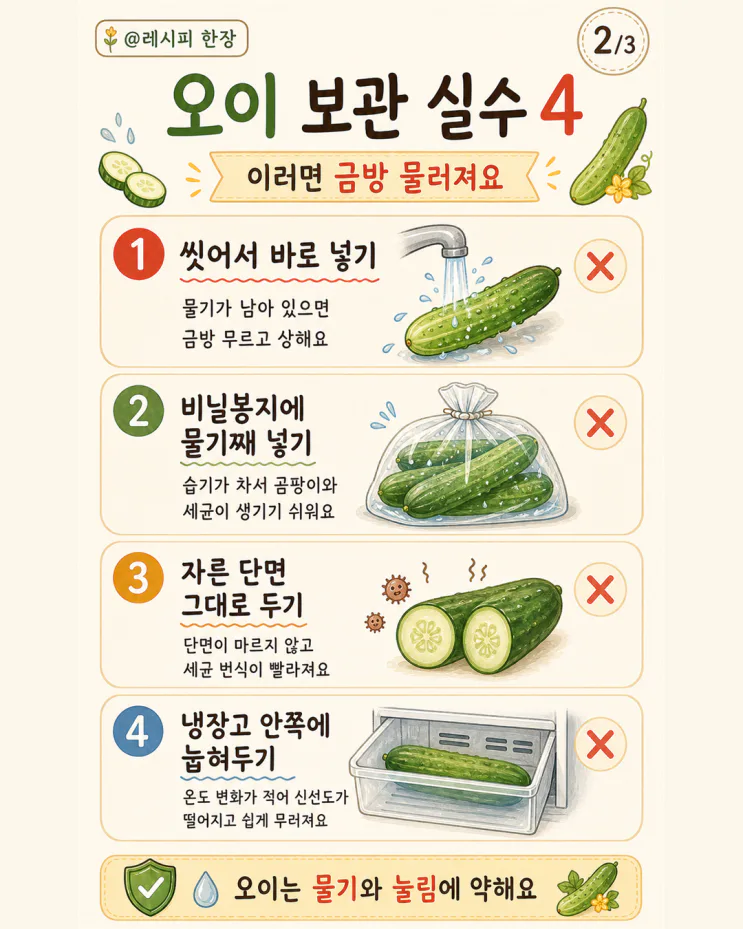 오이 금방 물러요? 6월 오이 보관 핵심은 '물기'였어요