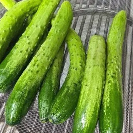 오이지 담그는법, 물 없이 끓이지 않고 7일이면 끝나요
